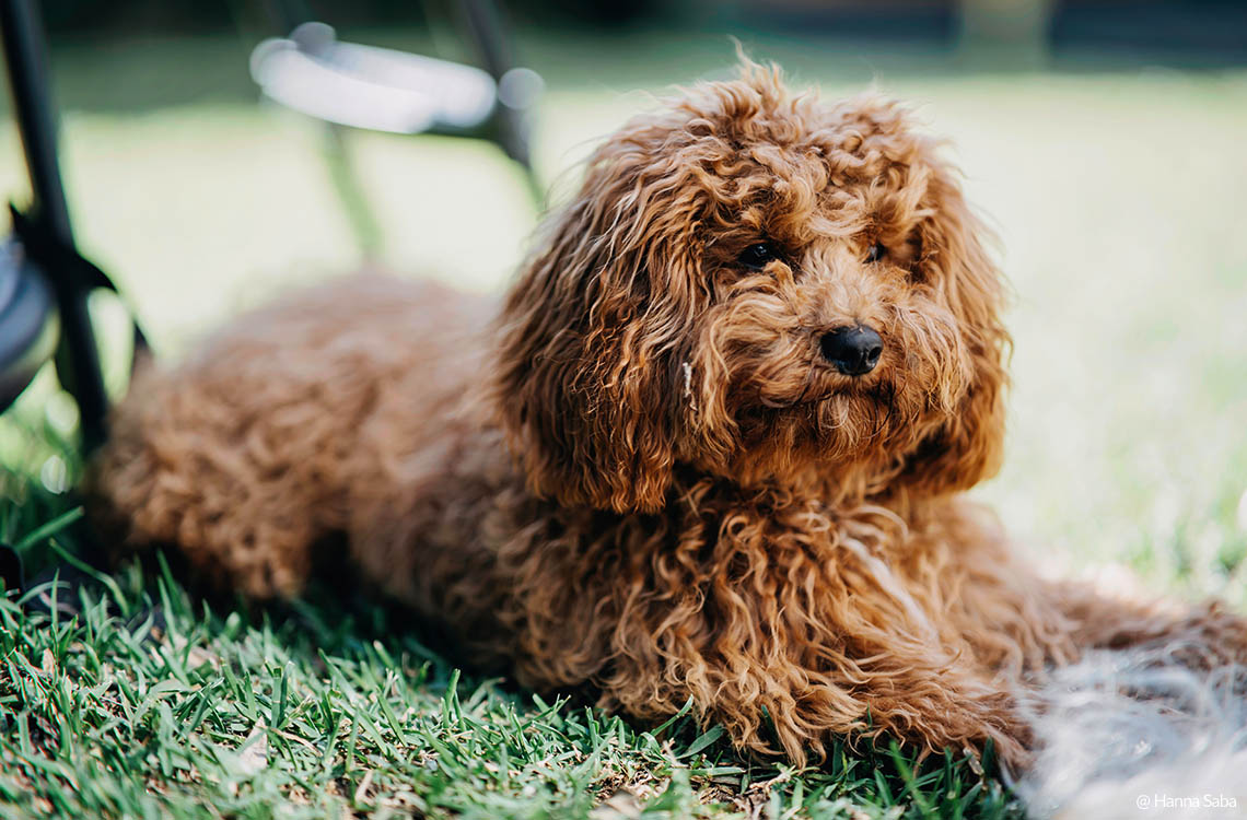 Samyang AF 85mm F1.4 FE II Auto Focus Lens for Sony E-mount - Short Minimum Focal Distance 0.85m (2.79ft)